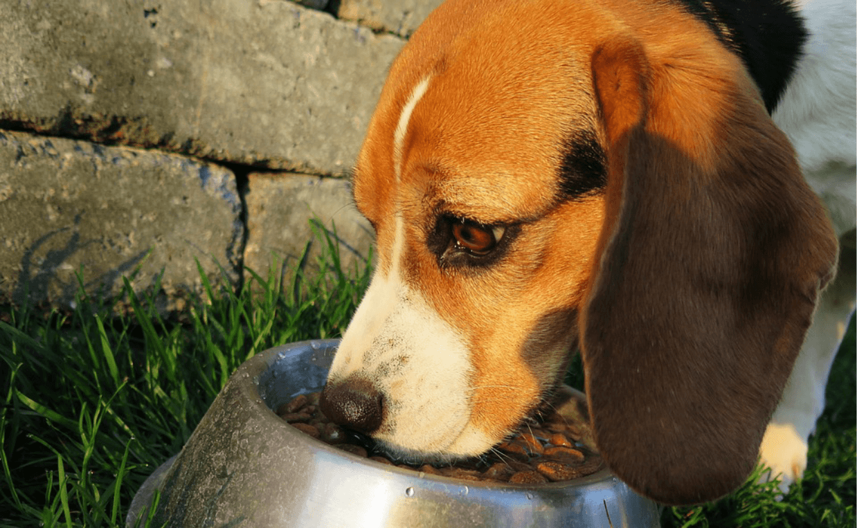 dog eating out of dog bowl