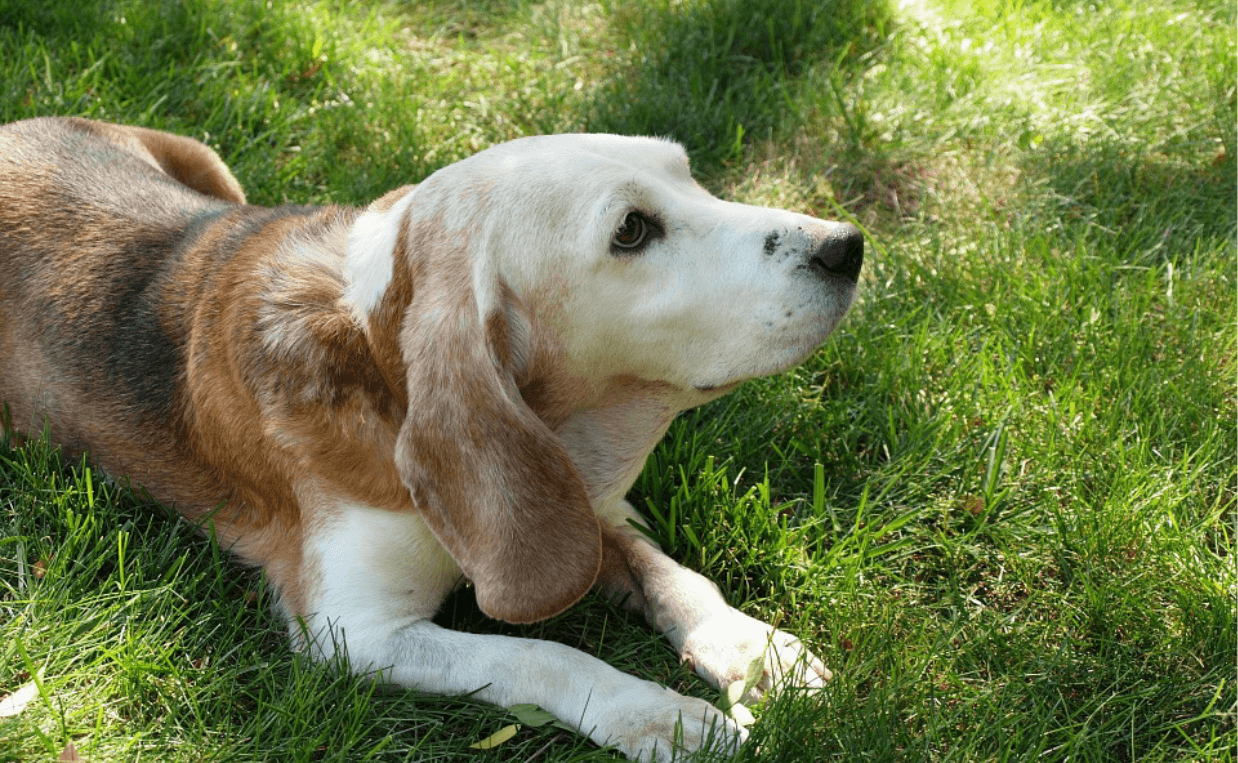 mutt in grass