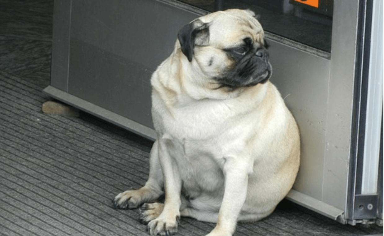 obese pug in store doorway