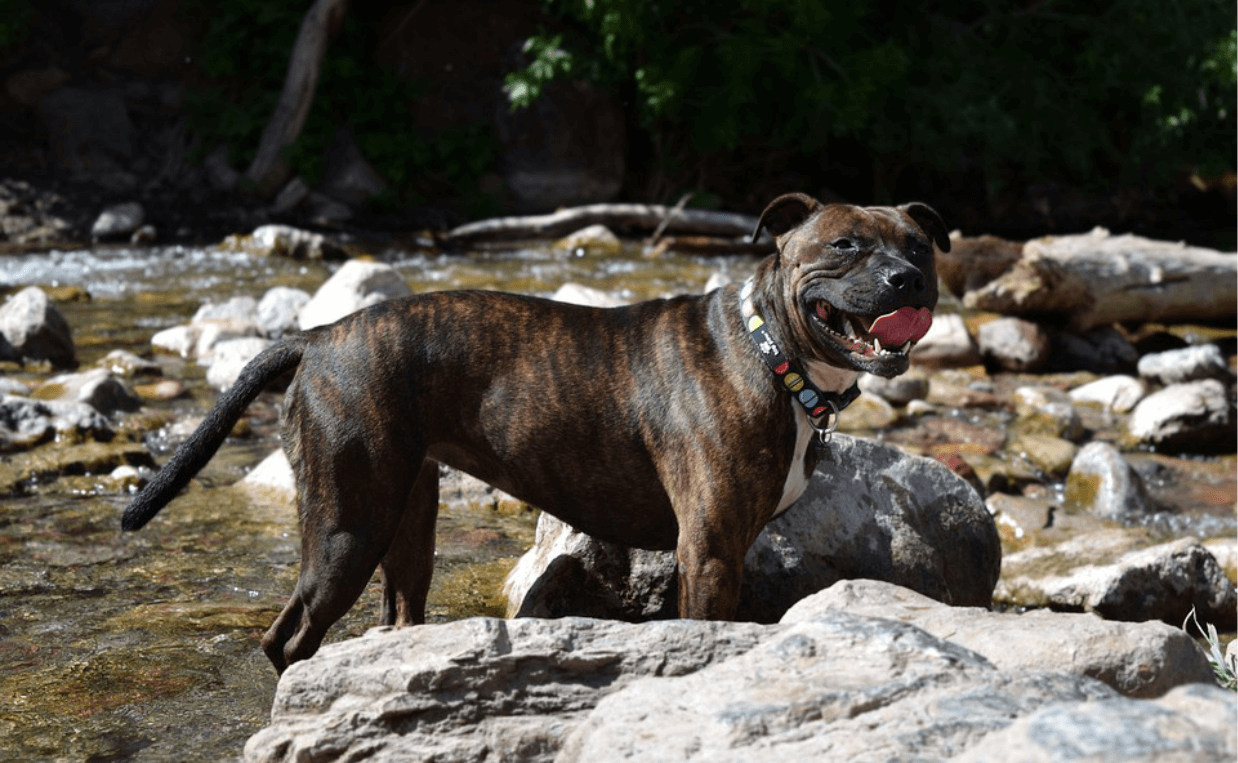 pit bull at creek