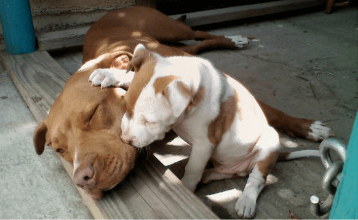 pit bull mama and puppy