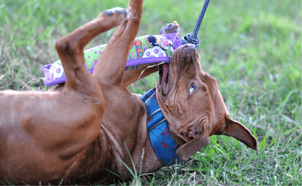 pit bull puppy chewing on toy