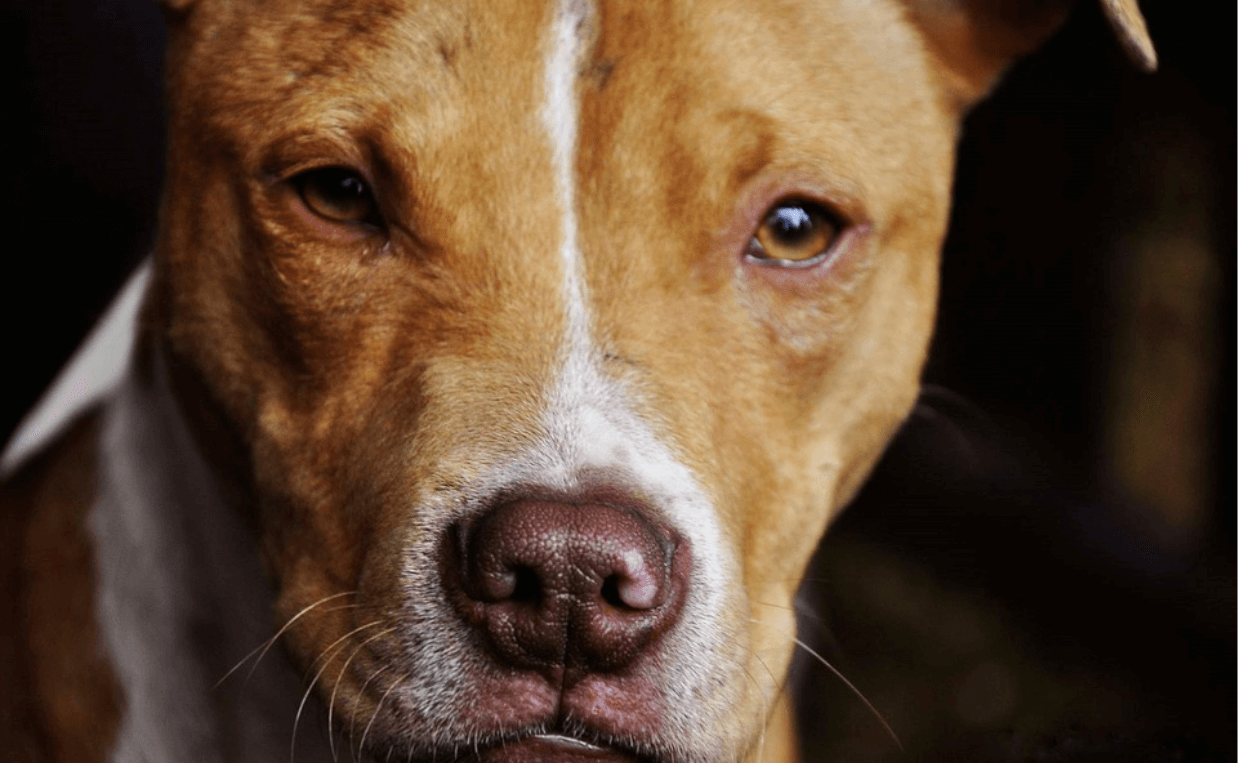 pit bull tan and white close up