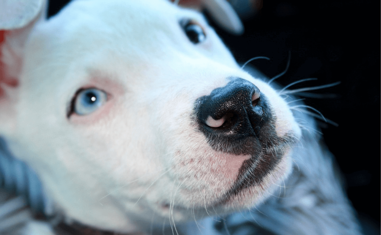 pit bull white close up