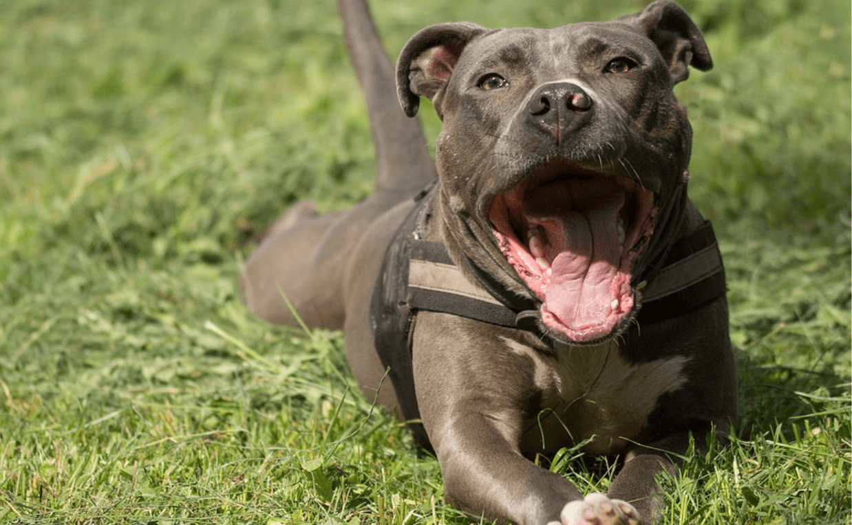 pit bull yawning