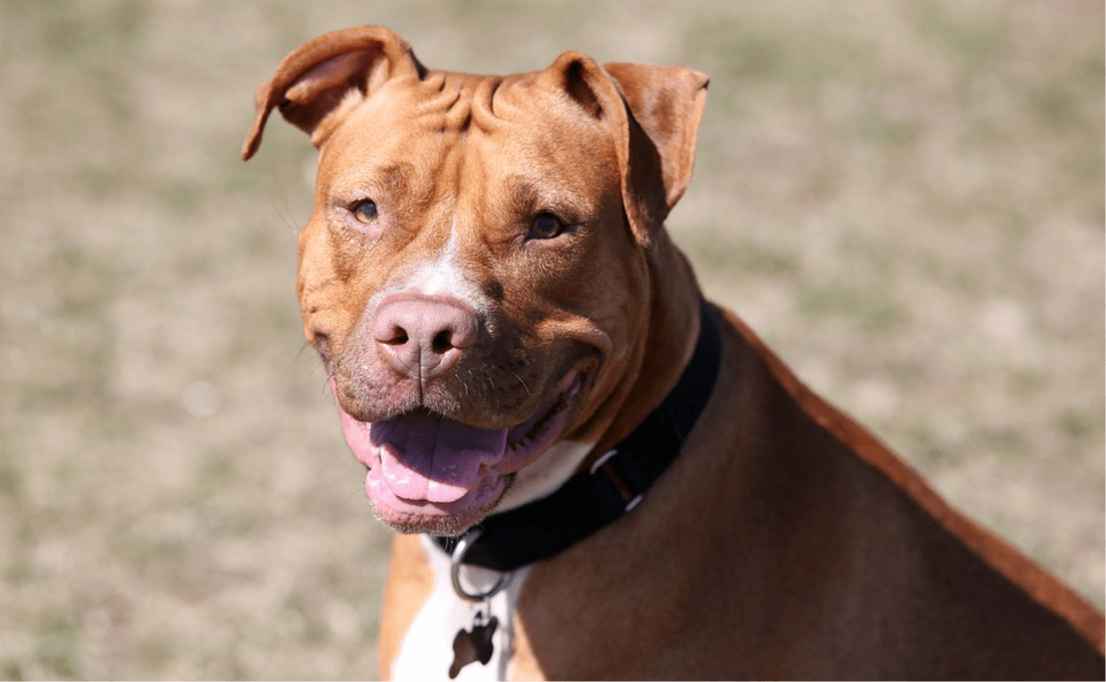 red nosed pit bull