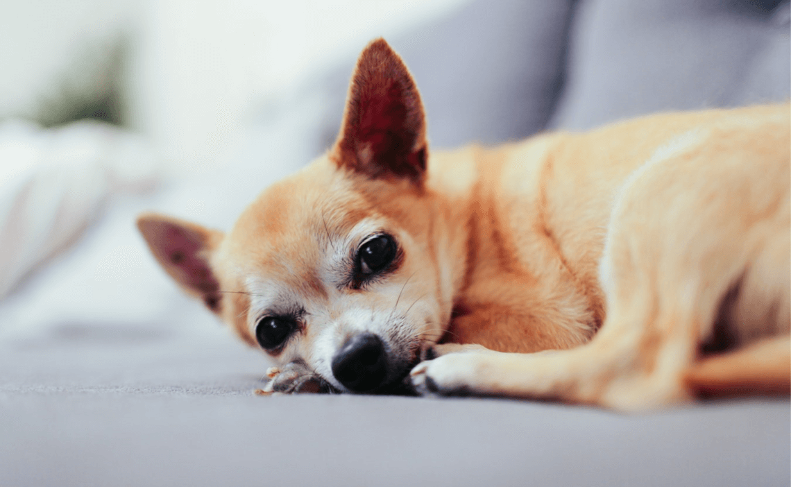 resting chihuahua