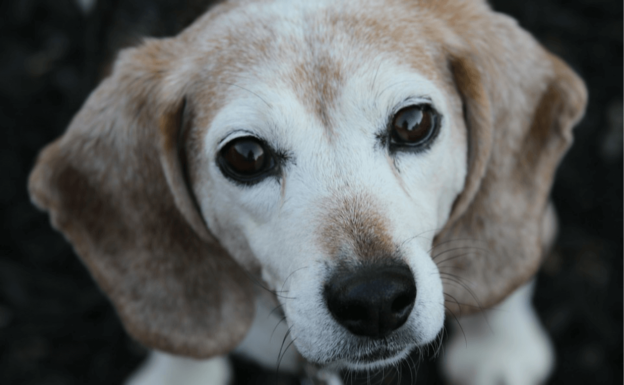 senior beagle