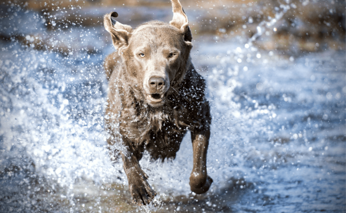senior dog playing in water