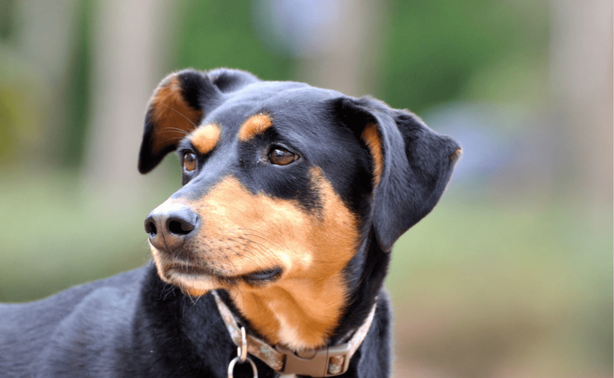 sweet dog with brown collar