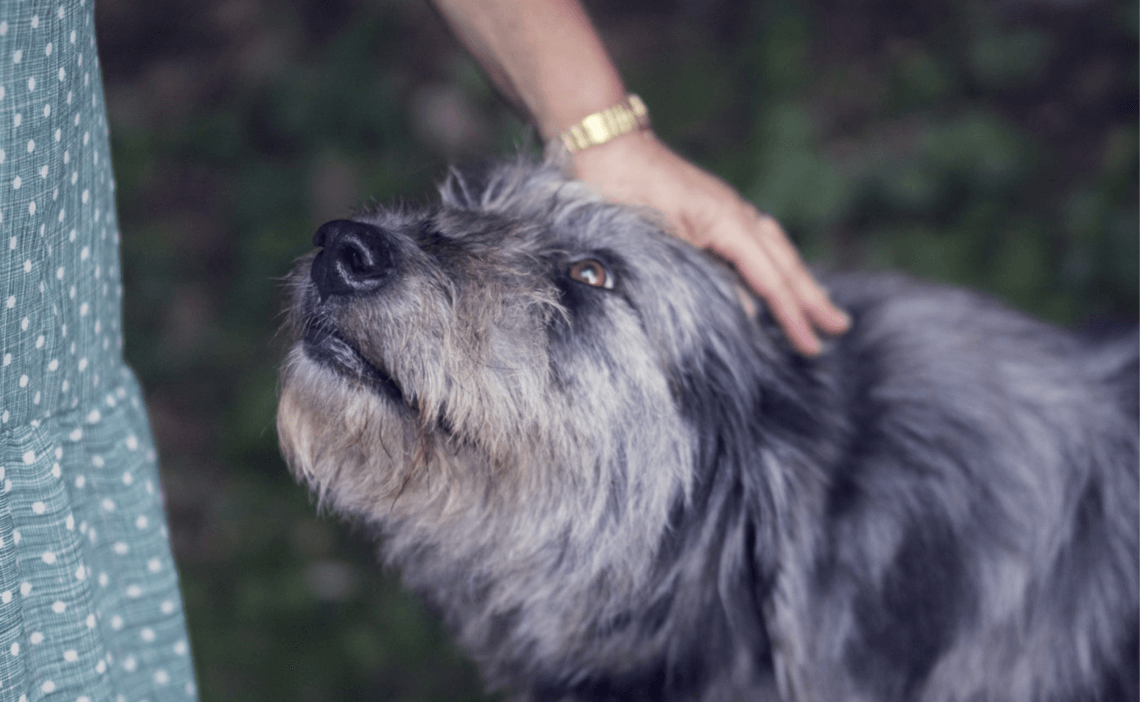 woman with older dog