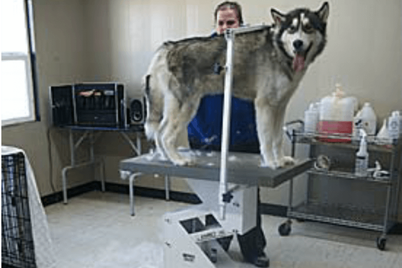 Why You Shouldn't Shave Your Dog This Summer Canine Campus Dog Daycare & Boarding