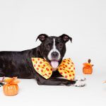 10 Essential Halloween Tips for Dog Owners