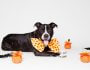 10 Essential Halloween Tips for Dog Owners