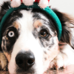 Ultimate Guide to Avoiding Potential Holiday Hazards for Your Dog