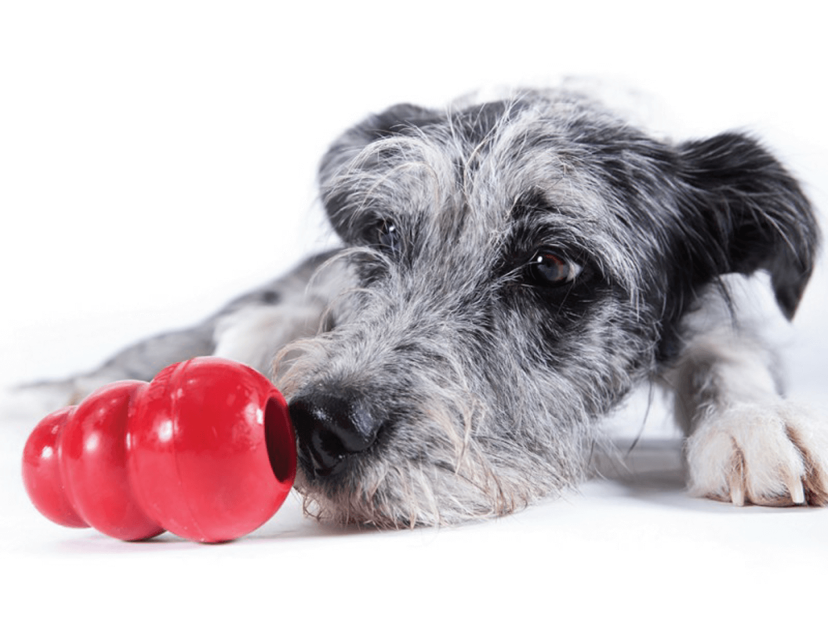 Toys to Keep Dogs Busy while School is in Session