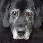 How to Care for Your Senior Dog