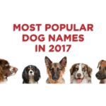 Blog Featured Image Most Popular Dog Names in 2017