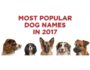 Blog Featured Image Most Popular Dog Names in 2017
