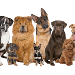 What Can a Dog DNA Test Tell You About Your Dog?