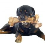 FDA Warns Bone Treats May Be Deadly for Your Dog