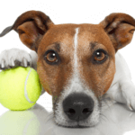 HOW TO CHOOSE BEST DOG DAYCARE