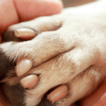 What to Do If Your Dog Has Cracked Paw Pads