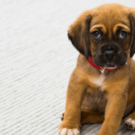 20 Uncomplicated Do’s and Don’ts for House Training Your New Puppy or Dog