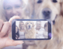 New Google Photo App Adds Fun for Dog Lovers