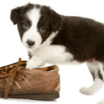 How to Curb Unwanted Chewing in Puppies
