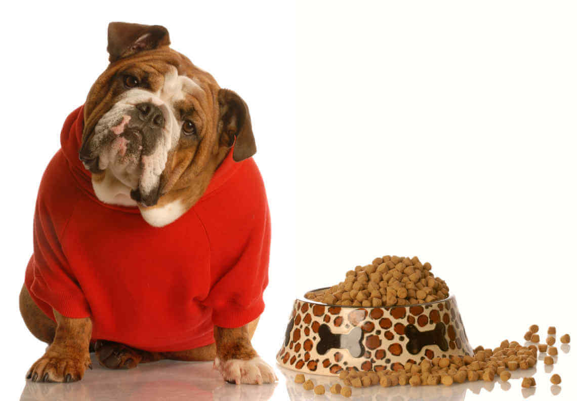 english bulldog in red sweater sitting beside bowl of dog food
