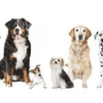 100 DPI 983 X 484 Blog Featured Image ADOPT A PET