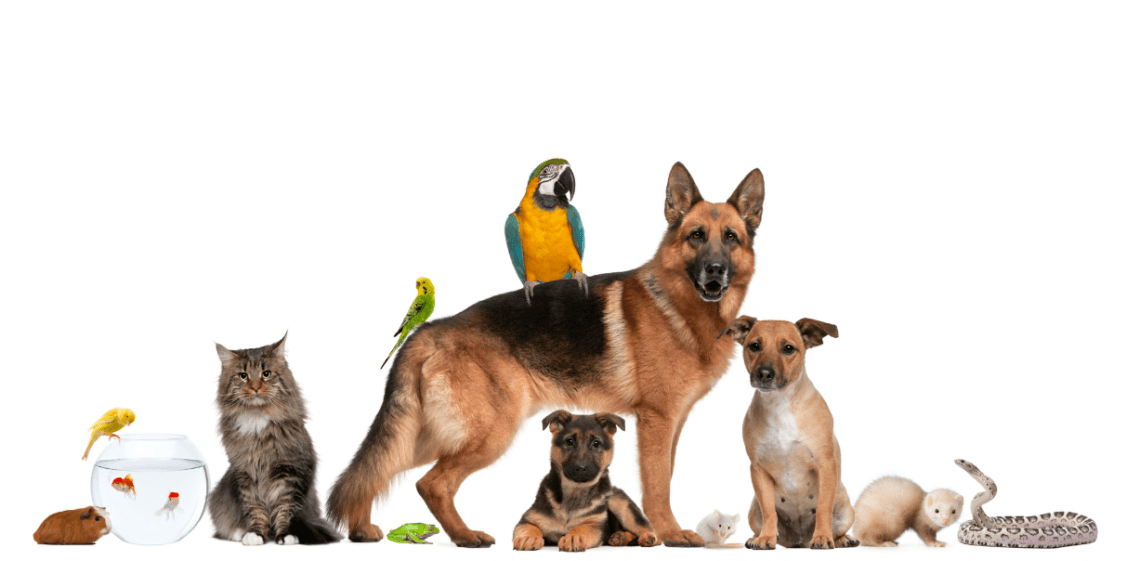 April is National Prevention of Cruelty to Animals Month April is National Prevention of Cruelty to Animals Month