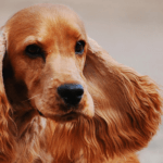 Dog Breed Spotlight: Cocker Spaniel