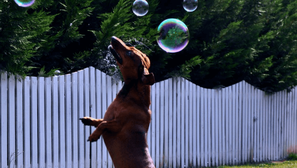 dog2160149_960_720 bubbles Canine Campus Dog Daycare & Boarding