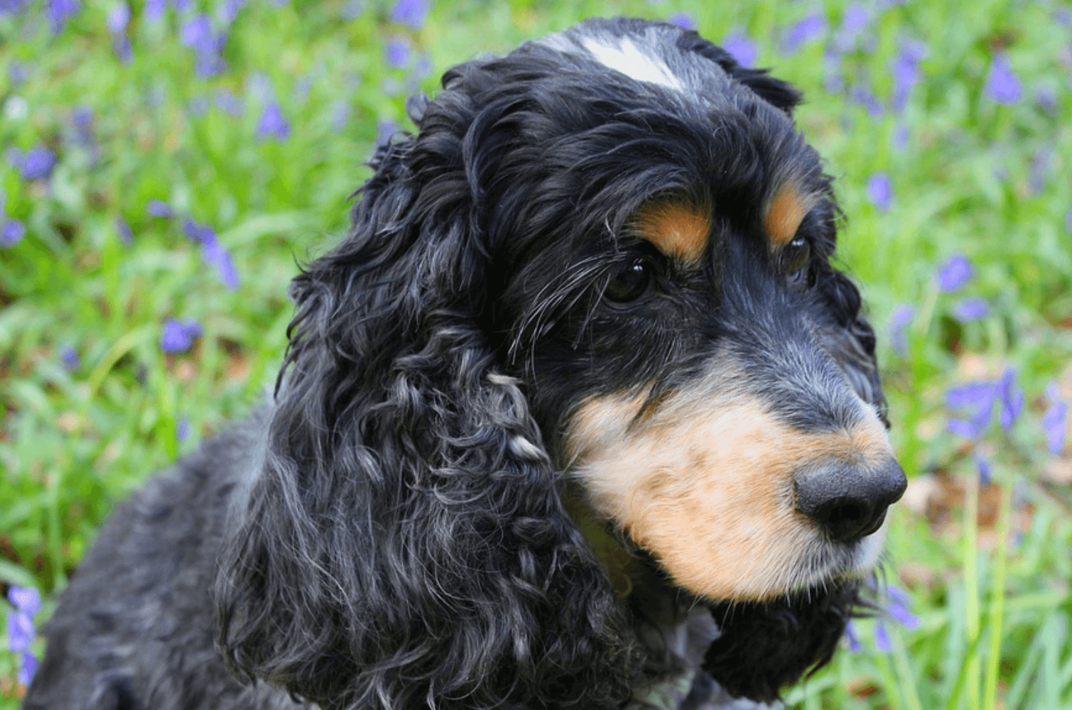 black cocker spaniel teddy