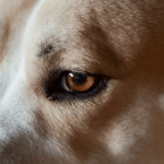 20 Early Warning Signs of Canine Cancer