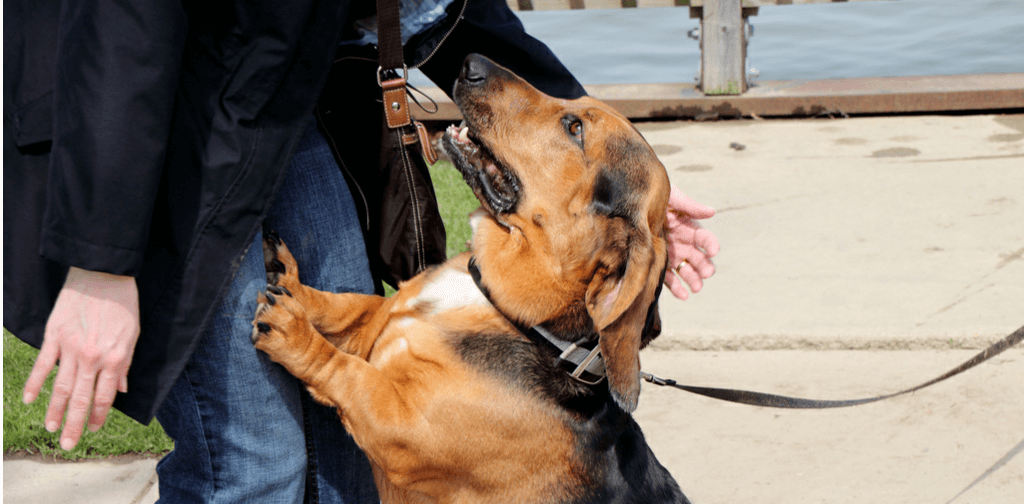 6 Steps to Keep Your Puppy or Dog from Jumping Up