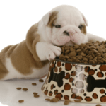 Should You Feed Your Puppy Adult Dog Food?