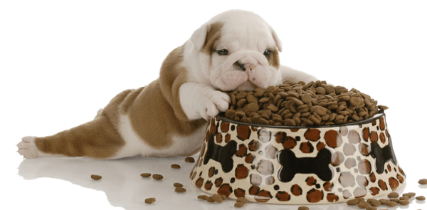 when can you feed a puppy regular dog food