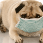 How to Know if Your Dog Has Allergies and What To Do About It