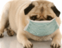 How to Know if Your Dog Has Allergies and What To Do About It
