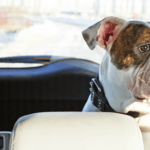 When Is It OK to Leave Your Dog in the Car?