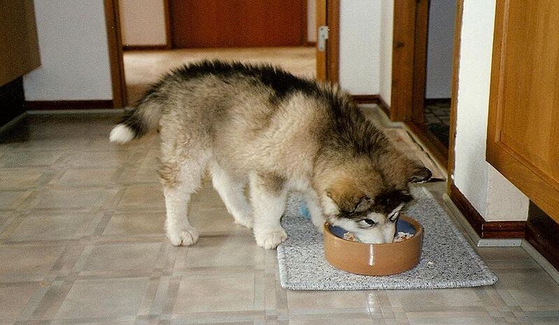 malamute dog eating food