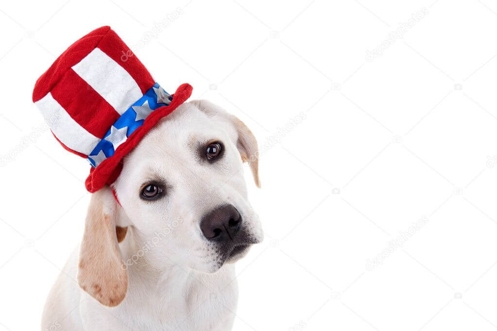 depositphotos_25381387-stock-photo-patriotic-puppy-dog - Canine Campus
