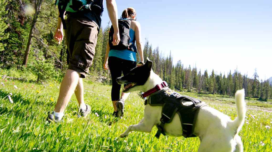 treks and trails dog walking