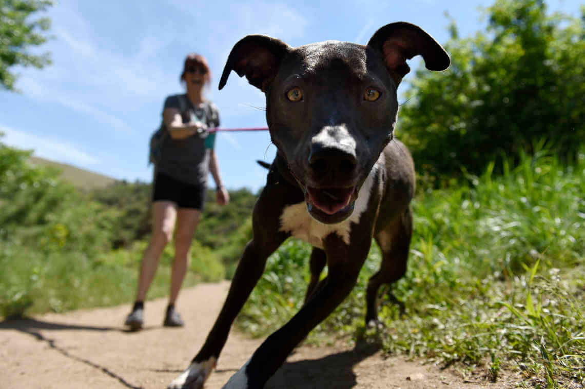 Hike Doggie