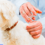 Immunizations and Your Dog – What You Need to Know