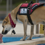 International Assistance Dog Week: How To Interact With A Service Dog