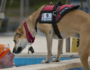 International Assistance Dog Week: How To Interact With A Service Dog
